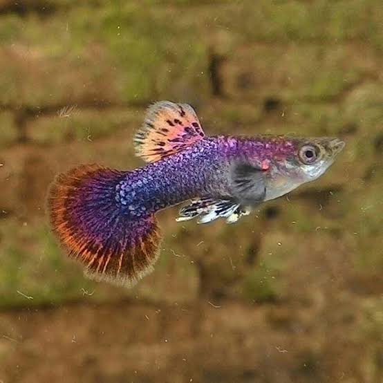 Magenta Blue Guppy | Pair