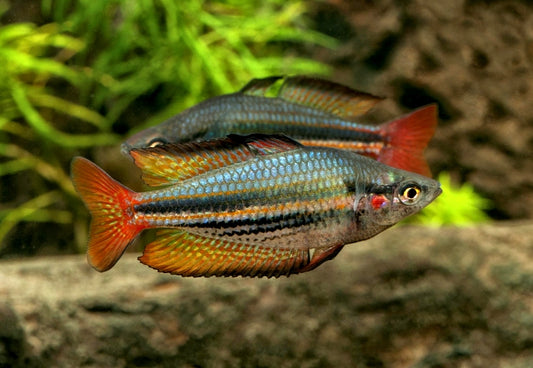 Australian Rainbow | Each