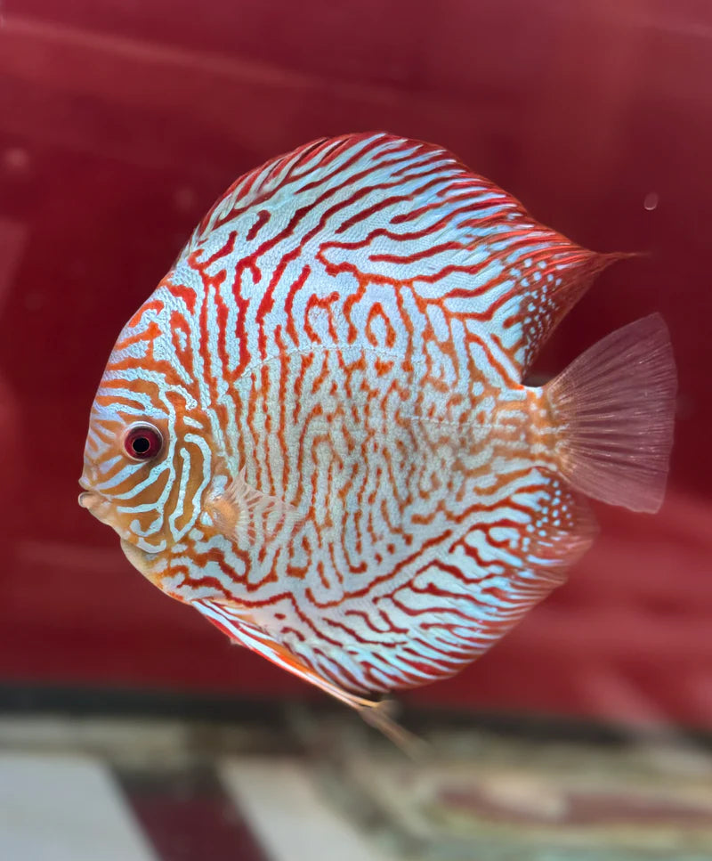 Discus fish in Bangalore