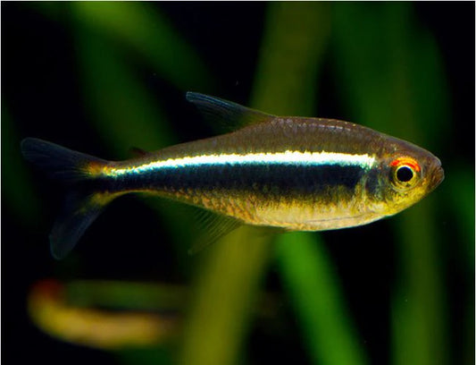 Black-Neon tetra