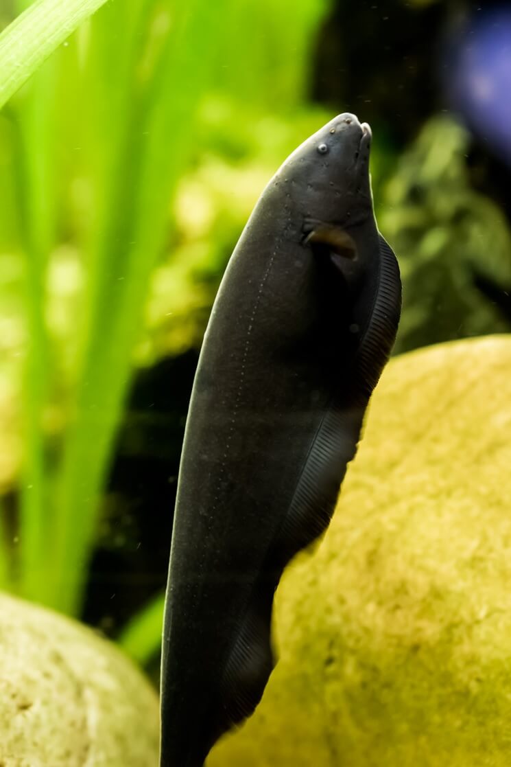 Black Ghost Knife Fish 3-4" Inch | Each