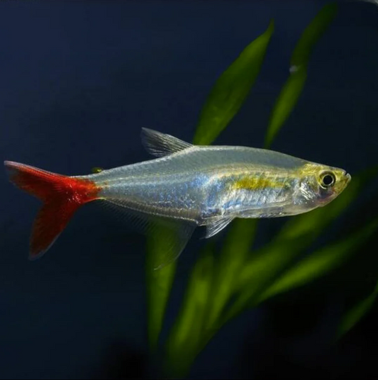 Blood Fin Tetra | Pair