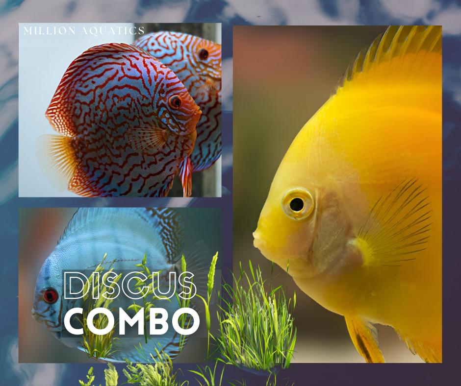 Premium Discus Collection 2 - Set of 3