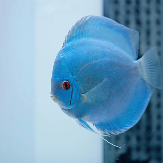 Blue Diamond Discus