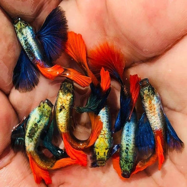 Buy guppies online