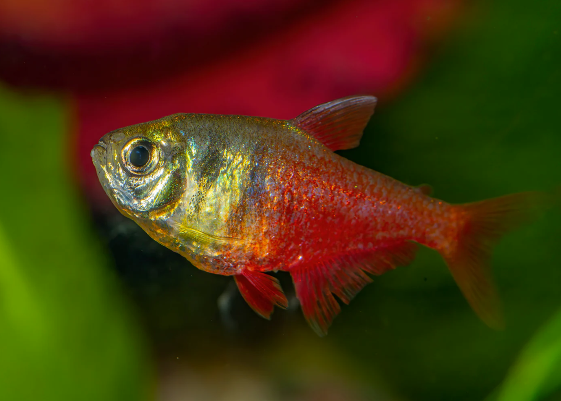 Flame Tetra | Pair