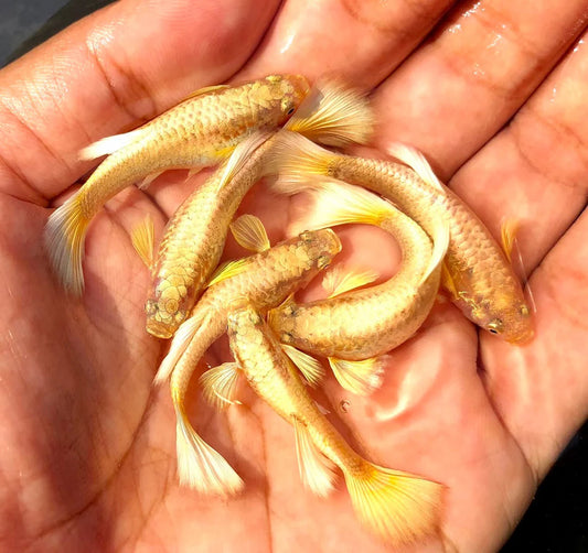 gold guppy fish price