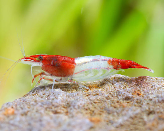 red-rili-kohaku-shrimp-