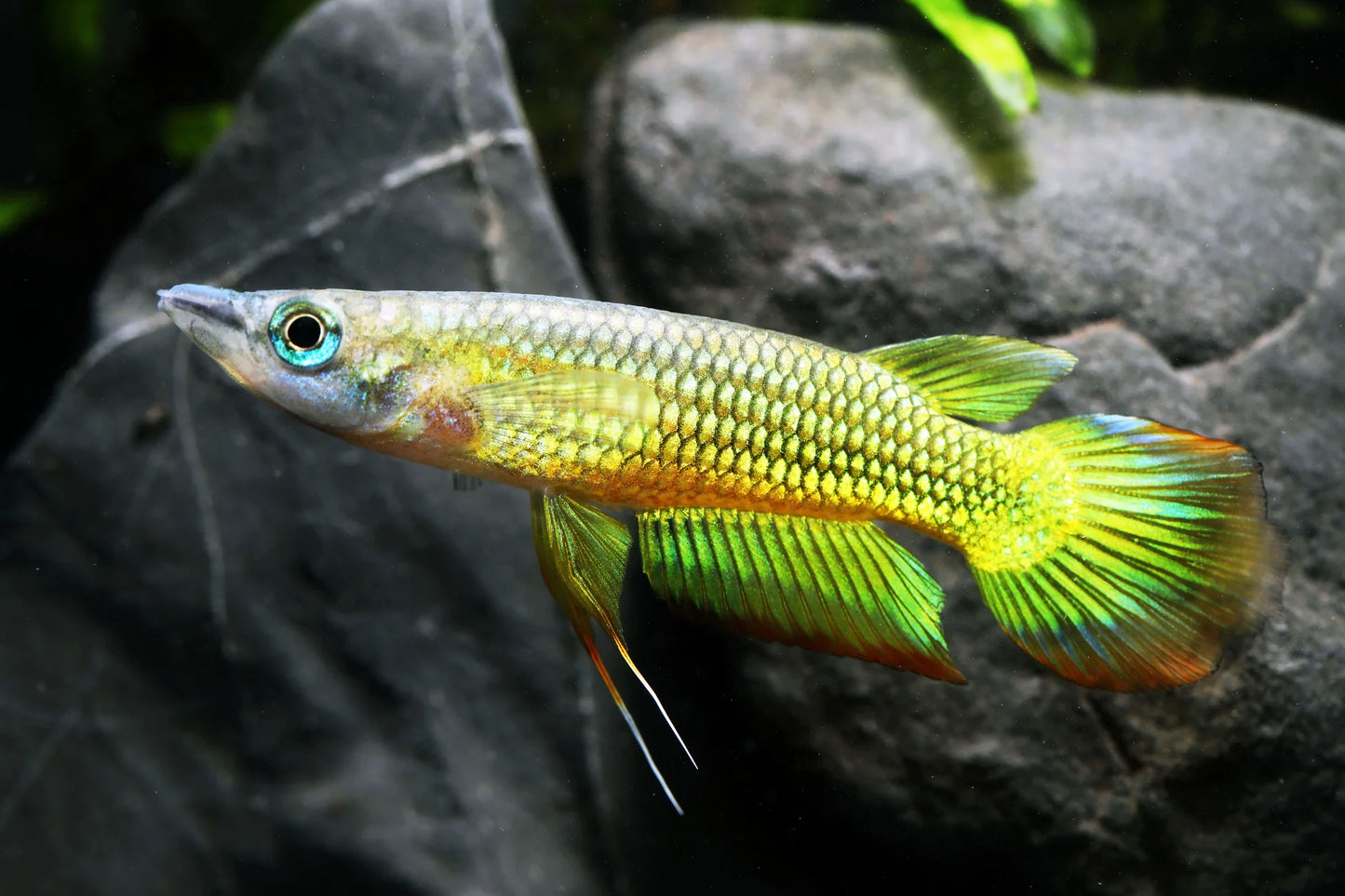 Golden wonder killifish | Pair