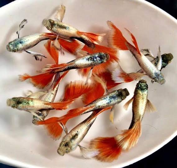 Buy guppies online