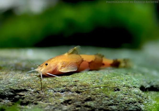 Orange Banded Catfish | Pair