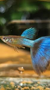 Japan blue guppy