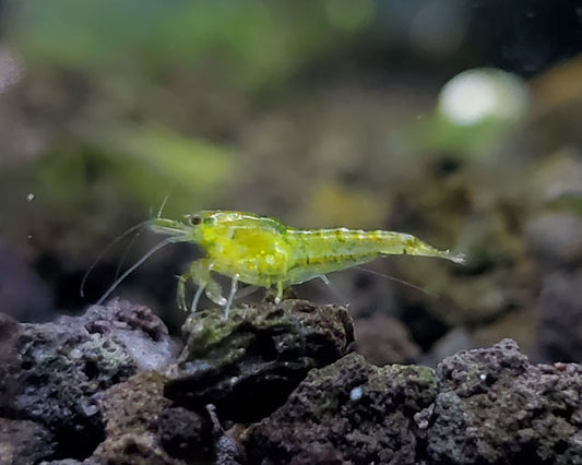 Green Shrimp (Neocaridina davidi, green variant)