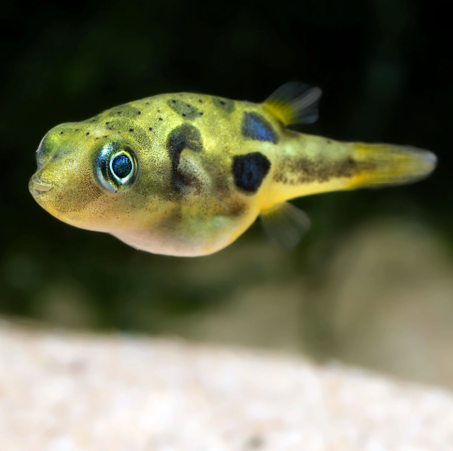 Pea Puffer | Pair