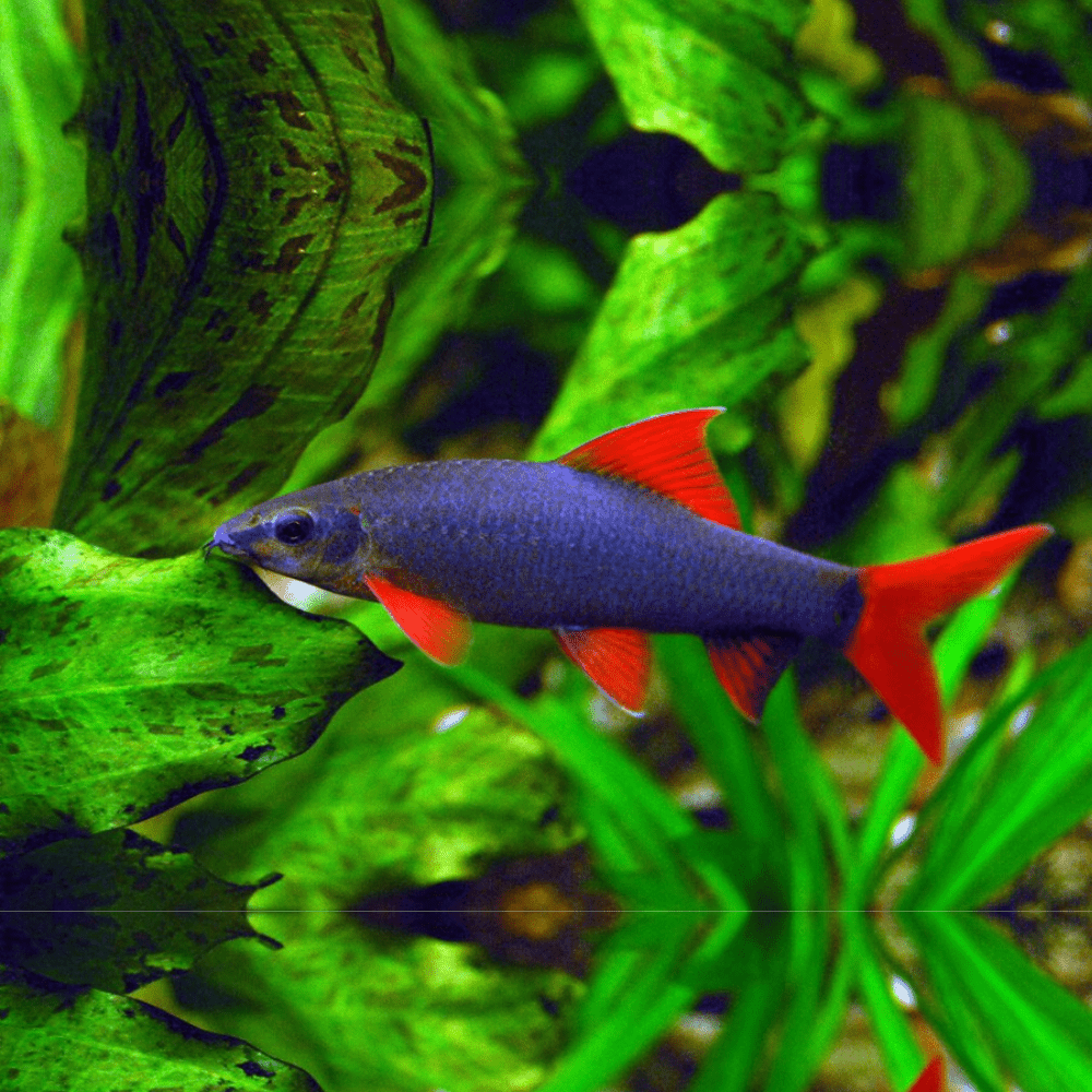 Rainbow Shark | Pair