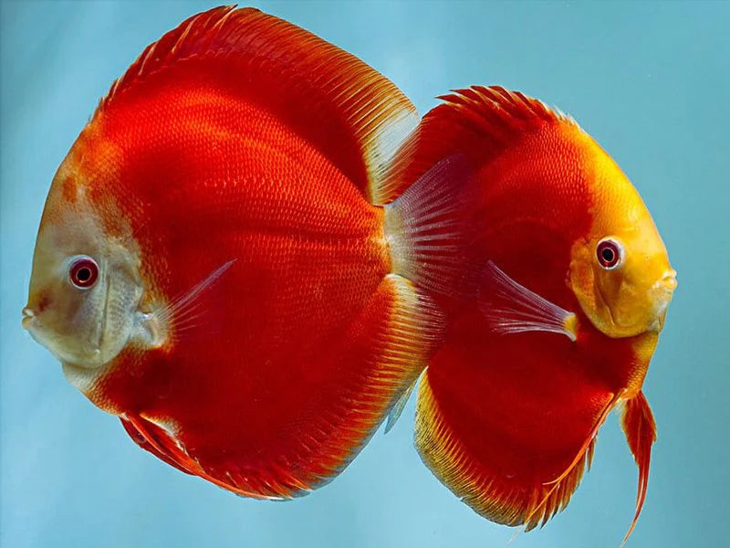 Discus fish near me