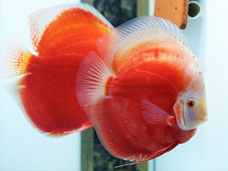 Discus fish price