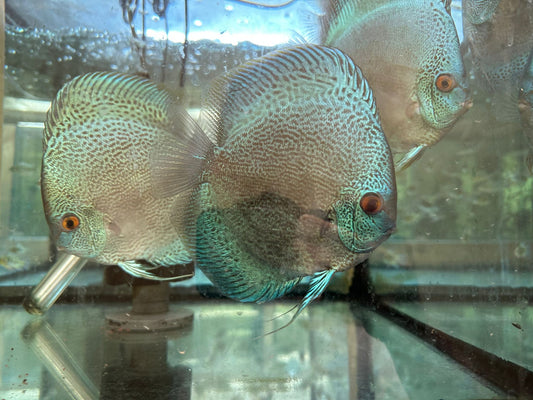 Discus fish price