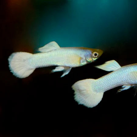 Snow White Srilankan Guppy | Pair