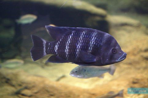 Zebra Tilapia | Each