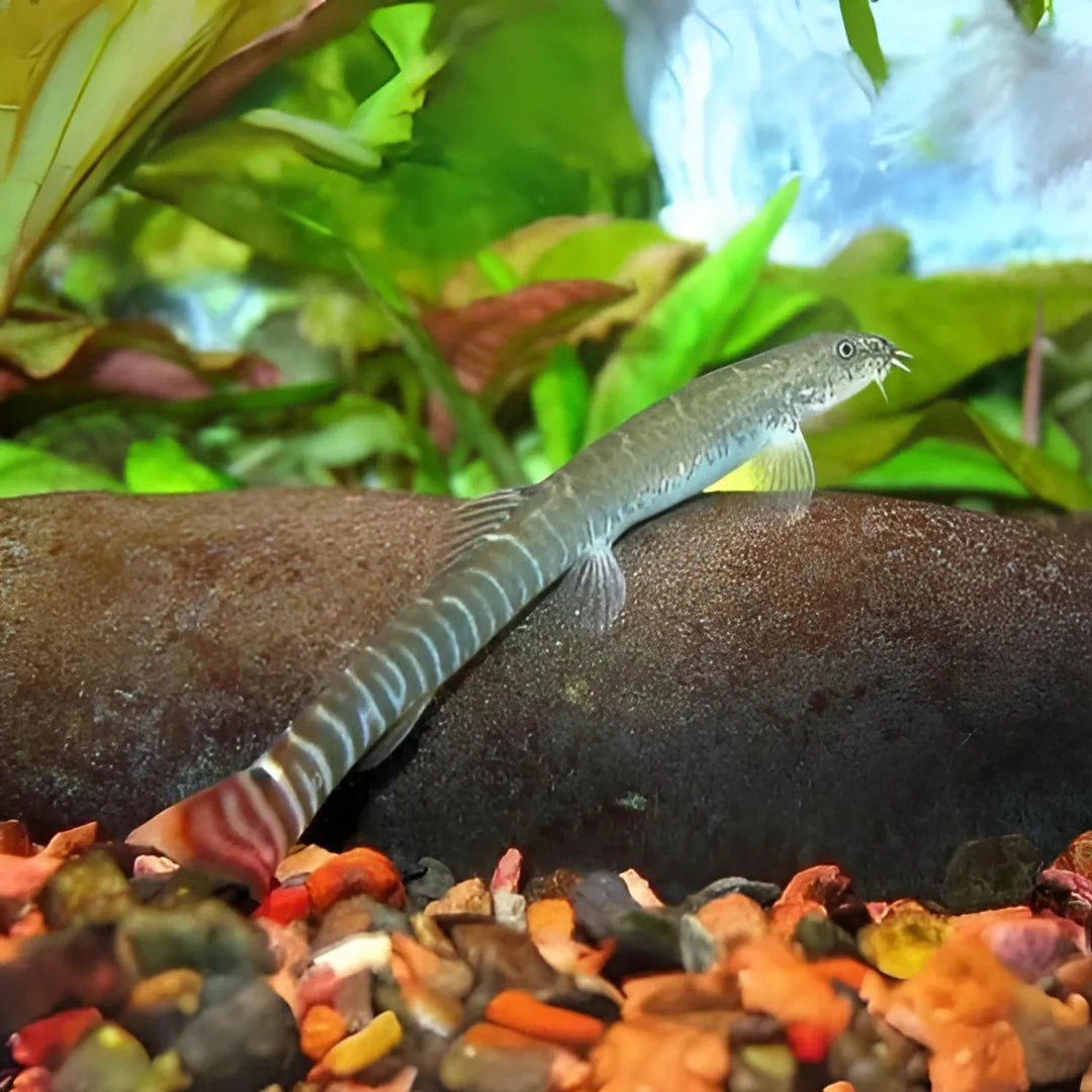 Red Tail Loach | Pair