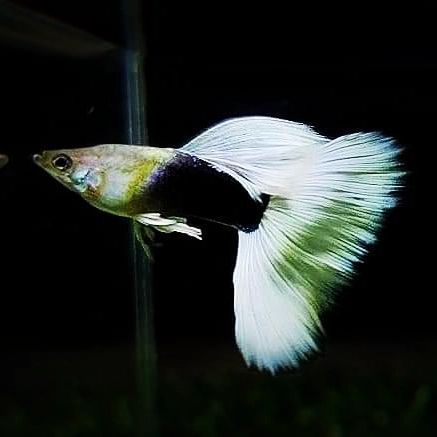 White Tuxedo guppy | Pair