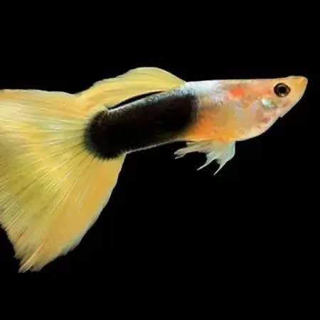 guppies for sale