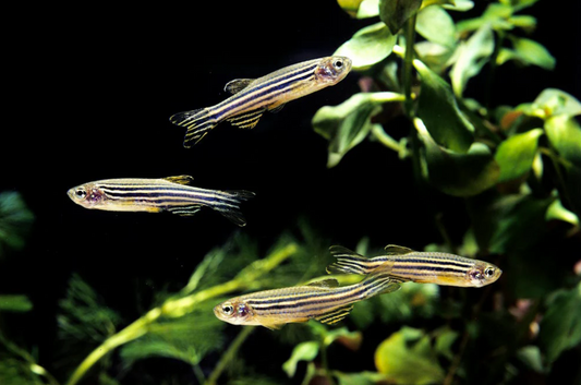 Zebra Danio Wild