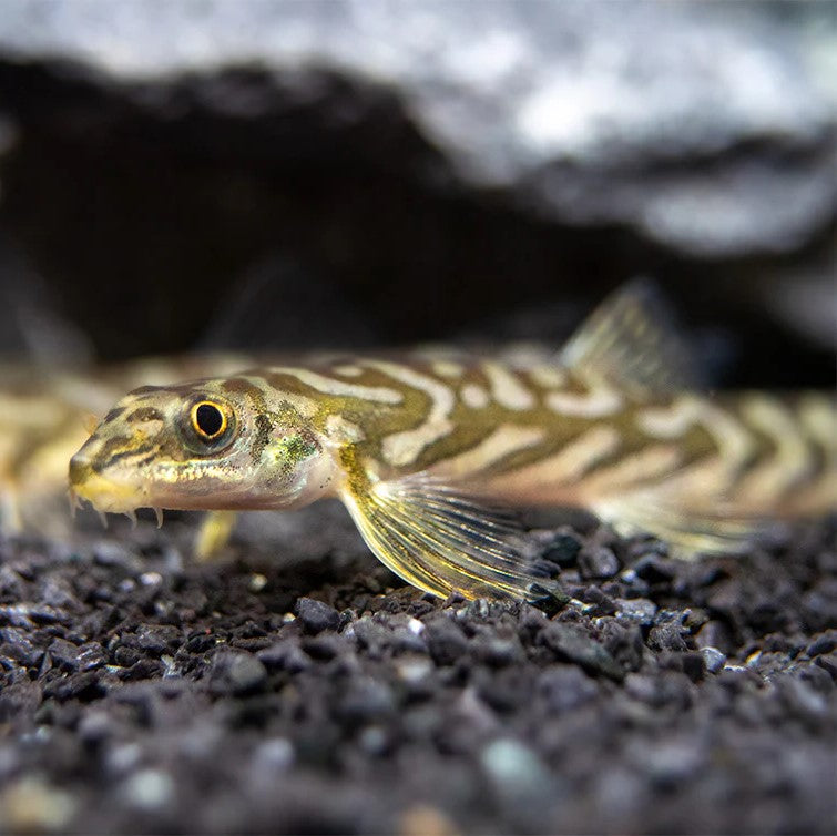 zodiac loach