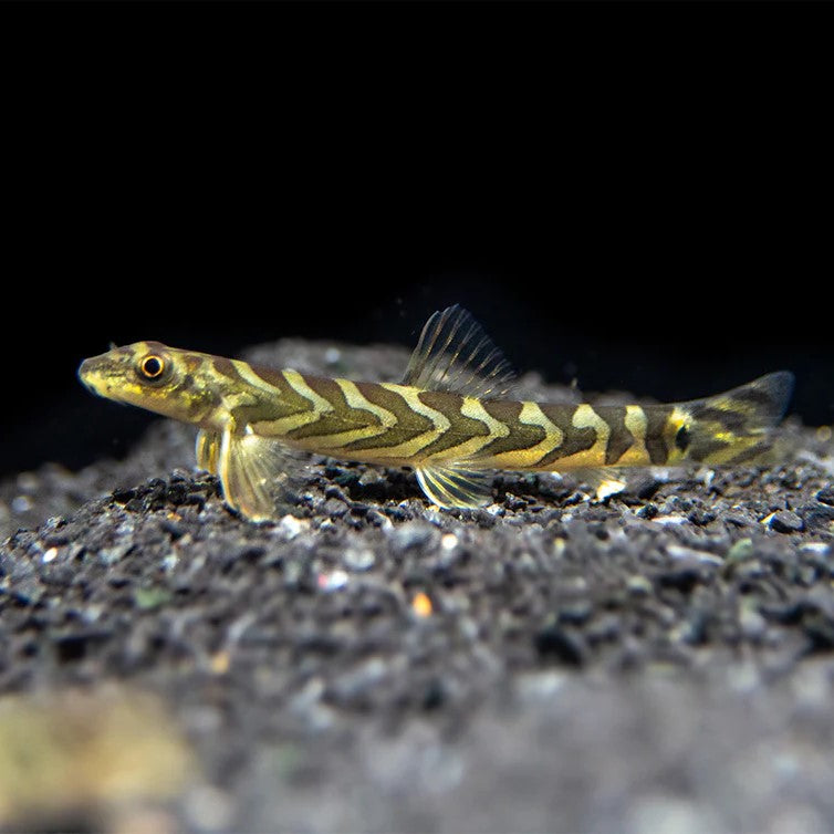 zodiac loach