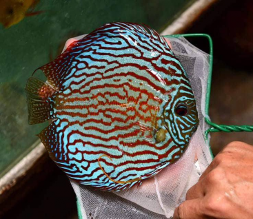 Discus fish price