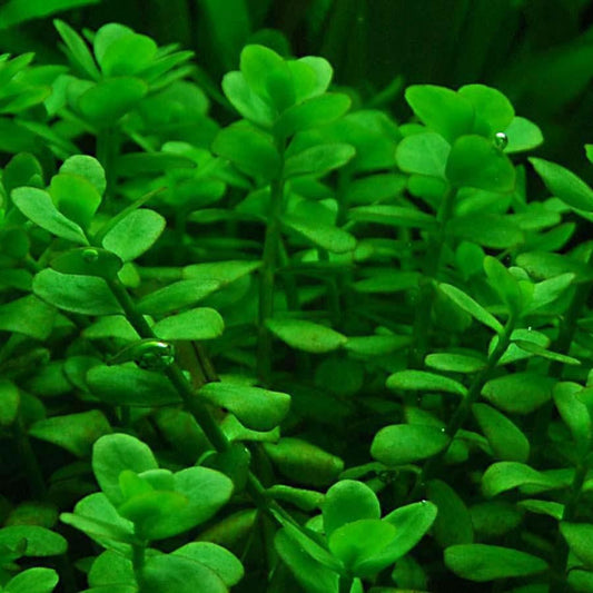 Bacopa Monnieri