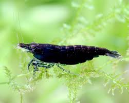 blackshrimp