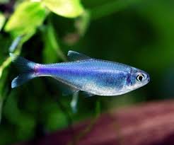 Cochu's Blue tetra (pair)