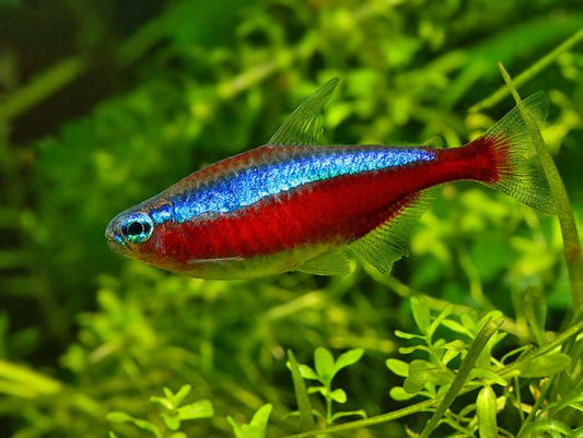 Cardinal Tetra (pair)