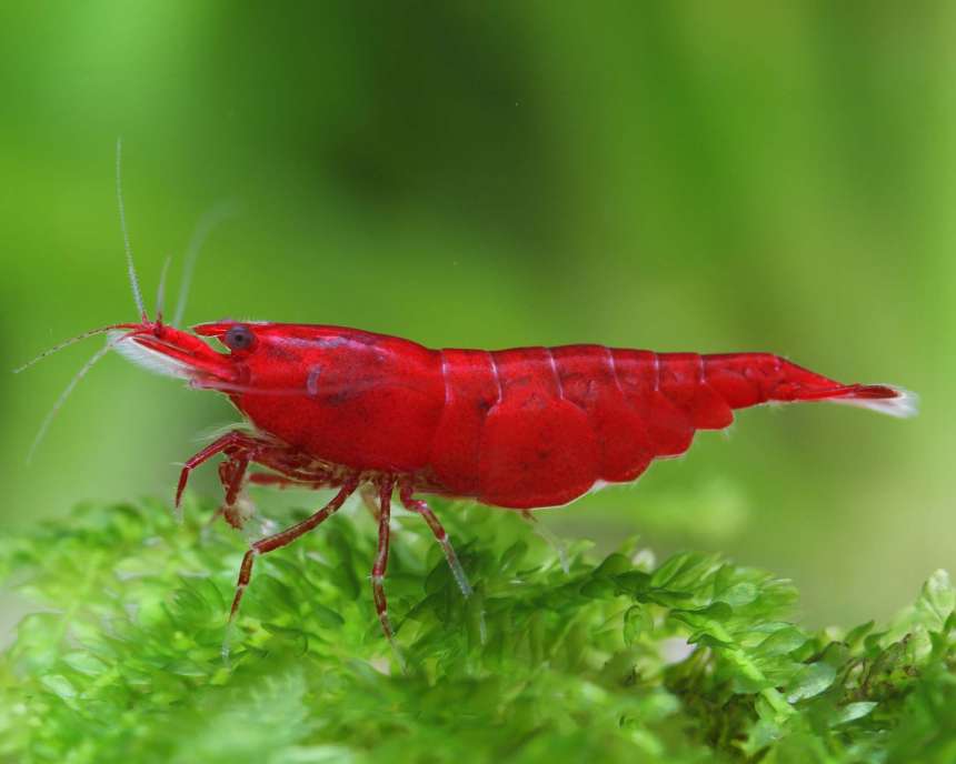 red shrimp