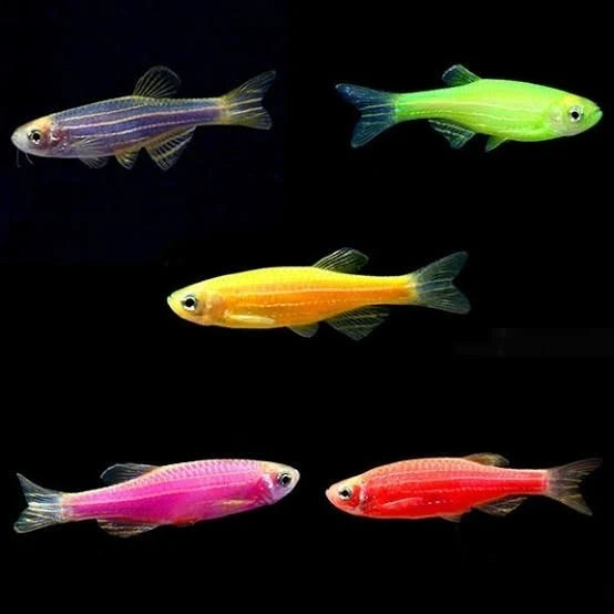 Glow Zebra Fish Mix Colors| Set of 10