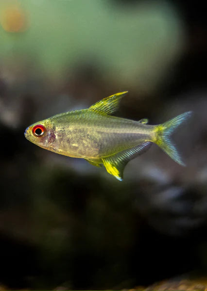 Lemon Tetra