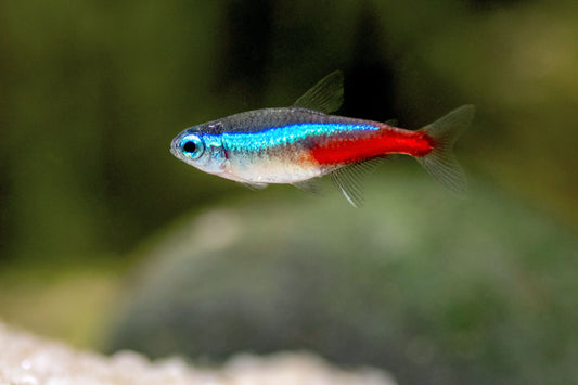 Neon Tetra | Pair