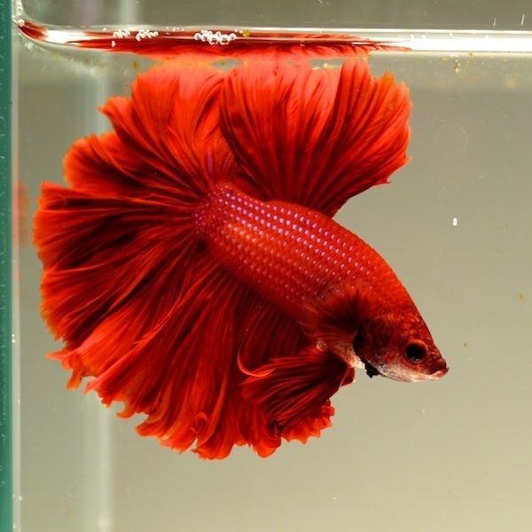 Full red OHM Betta