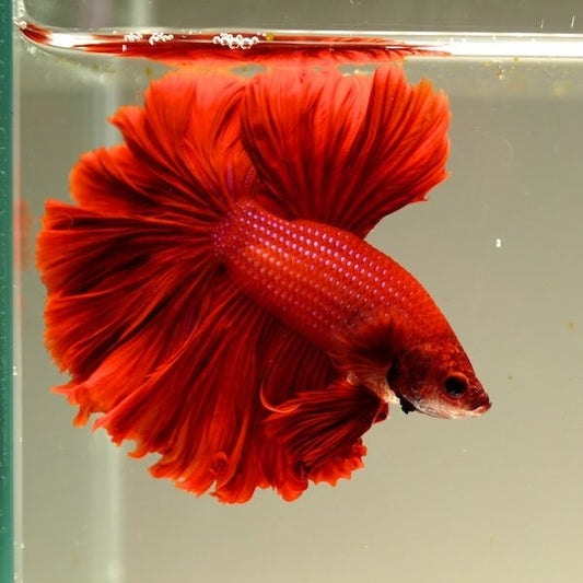 Full red OHM Betta