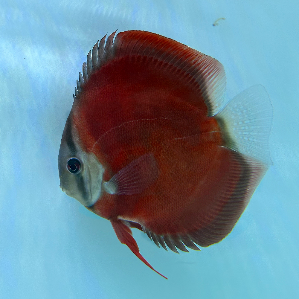 Discus fish price Bangalore