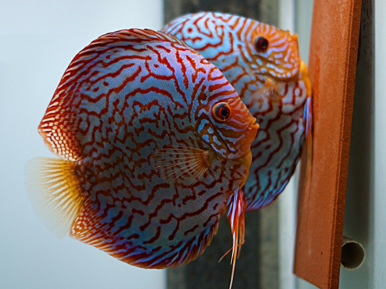 Discus fish price Bangalore