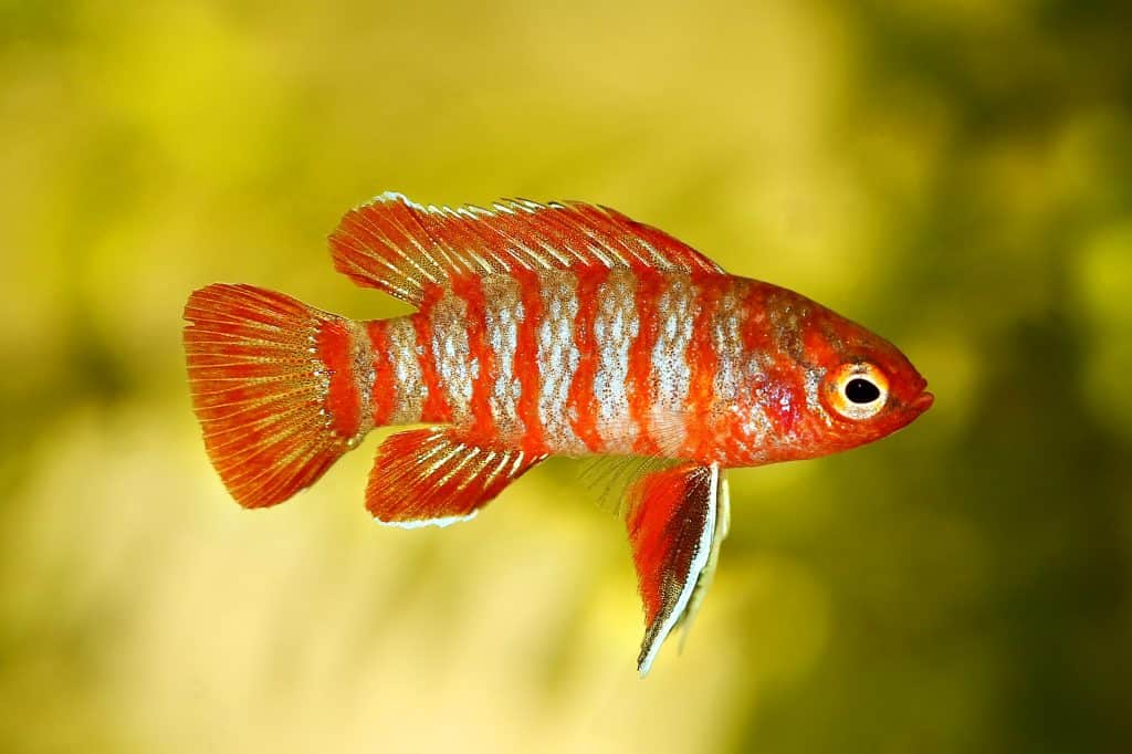 Red Badis Dario dario