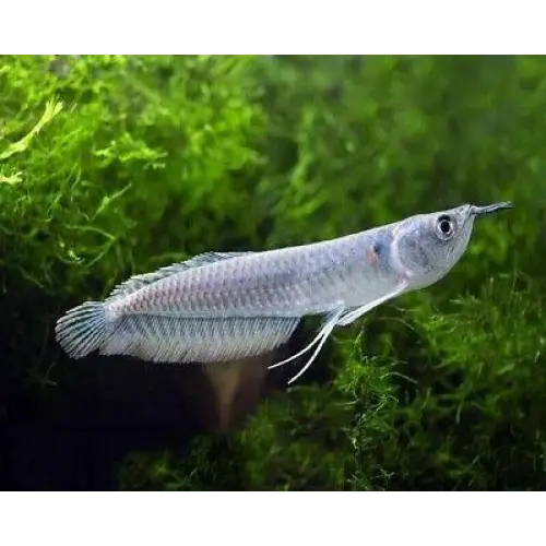 Silver Arowana 5-6"Inches