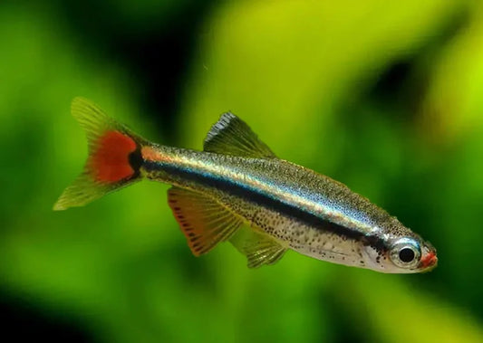 White Cloud Mountain Minnow | Pair