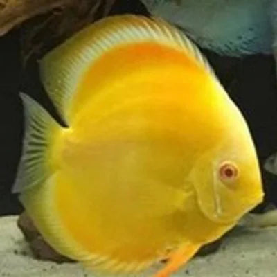 Discus fish for sale 