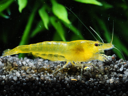 Yellow Shrimp